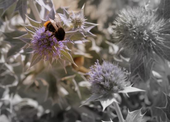 Chardons-Ardents [image : JMC]