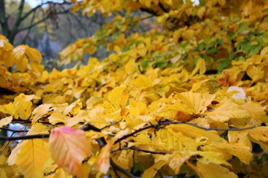 La Toison d'Or [image : JMC]