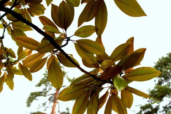 Mnémotechie [image : JMC]